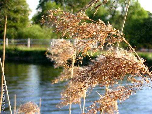 schilf am flußlauf