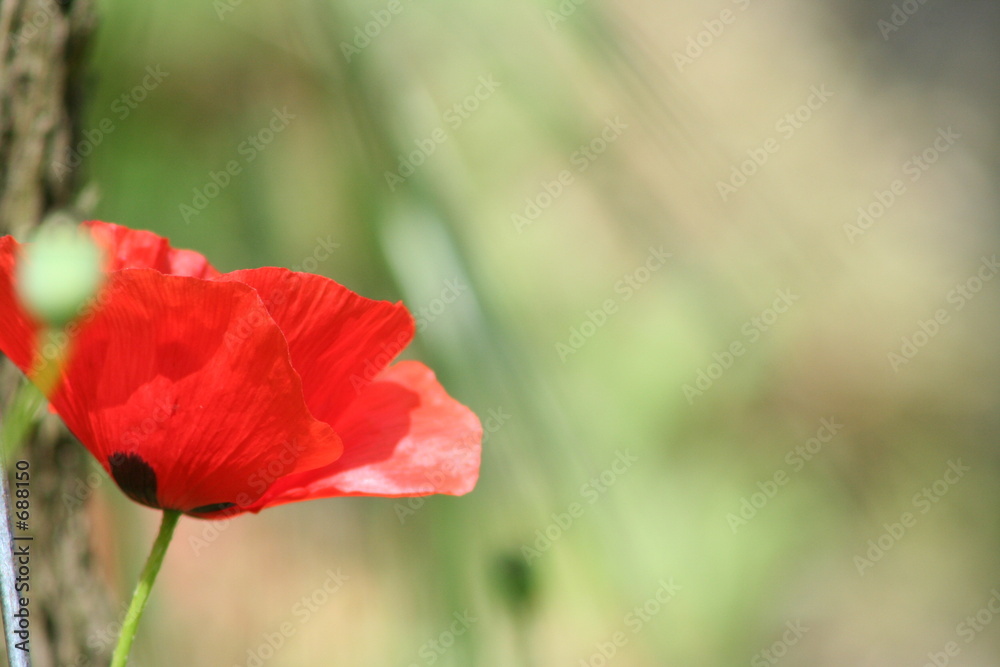 single red poppy