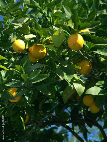 orangen im baum