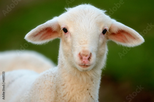 young ewe