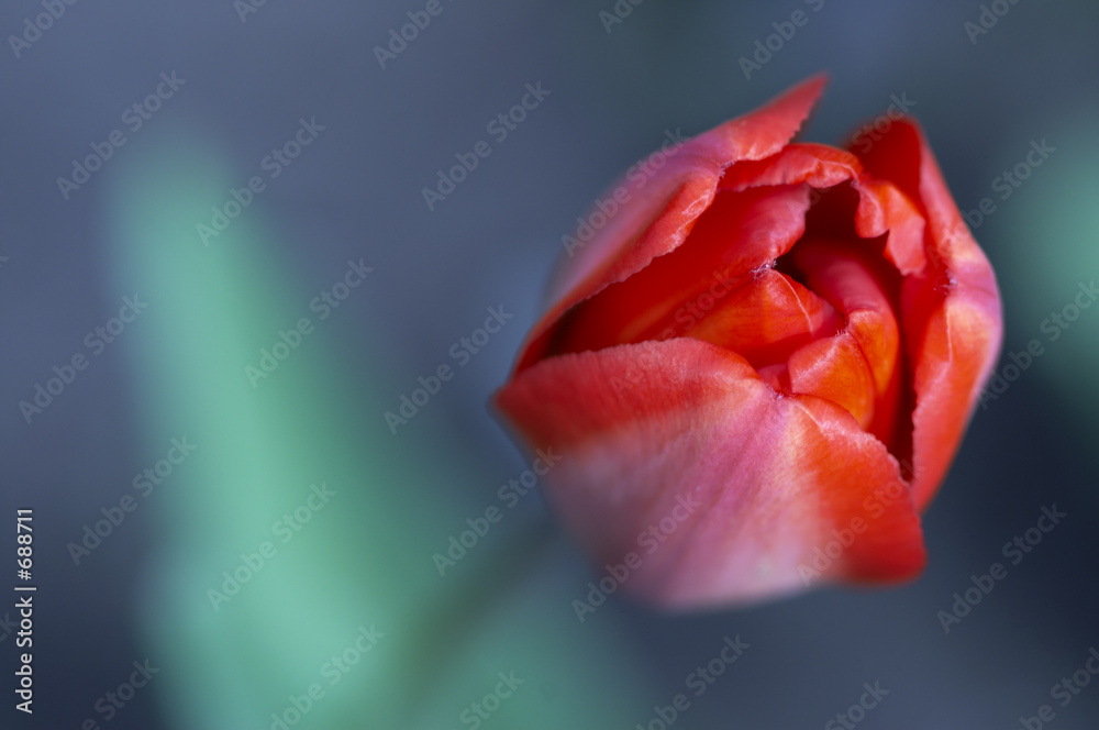 nice tulip in macro with empty space for text nice tulip in macro with empty space for text