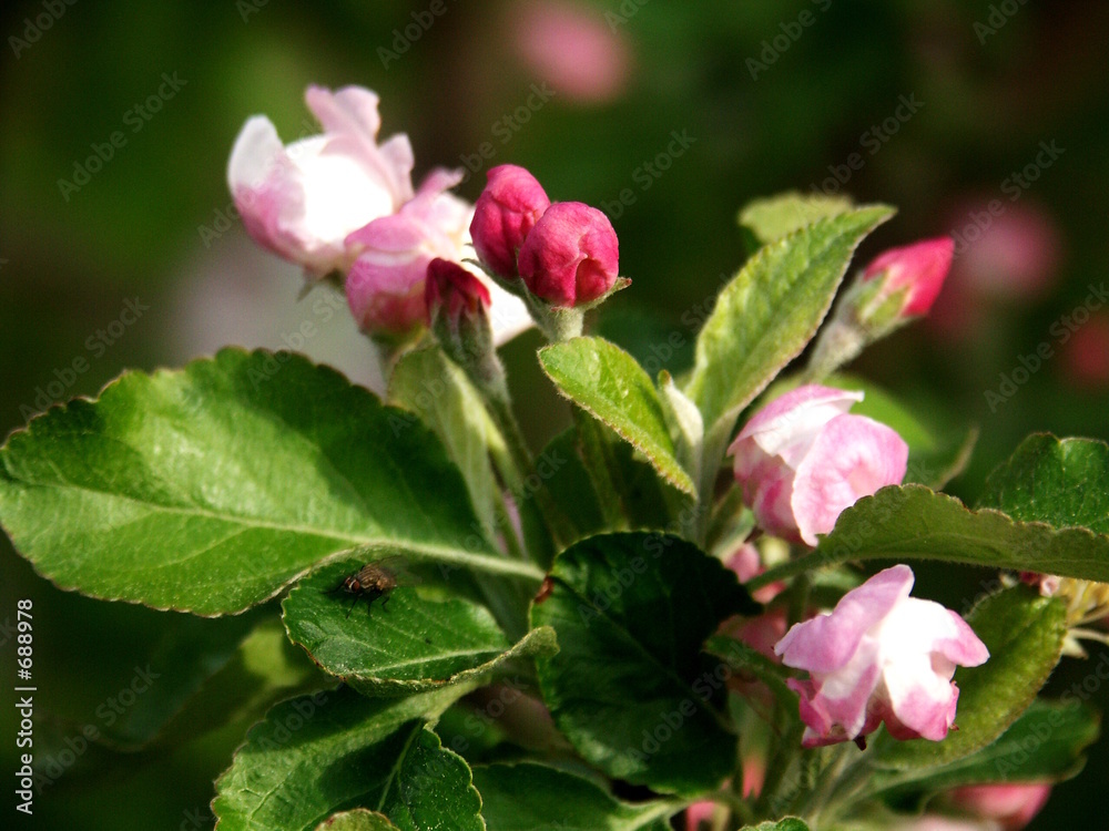 Obraz premium apfelblüte