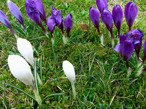 crocus