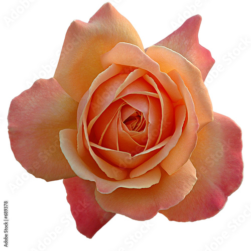 Fototapeta Naklejka Na Ścianę i Meble -  rose