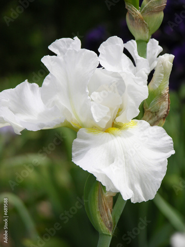 flower08051906