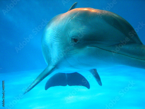 a curious dolphin's gaze © Appeal Photography