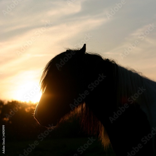 sunset horse silhouette photo