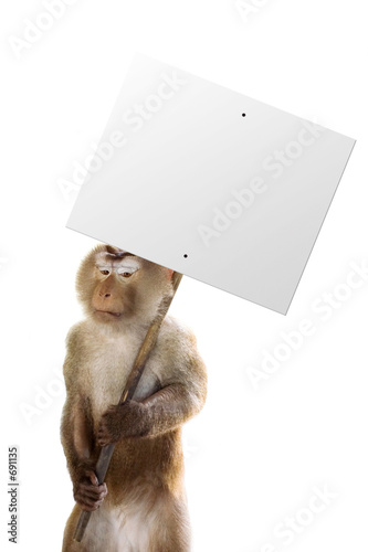 unhappy monkey working
