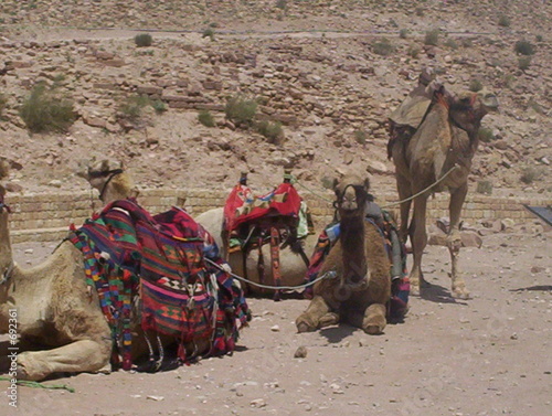 camels © zina