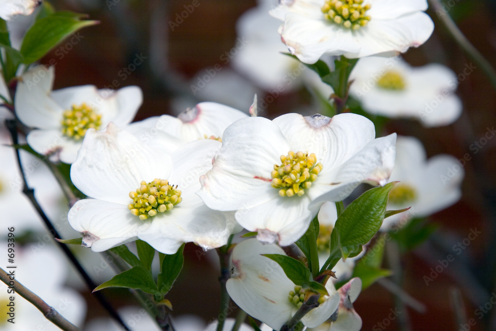 white dogwood 1