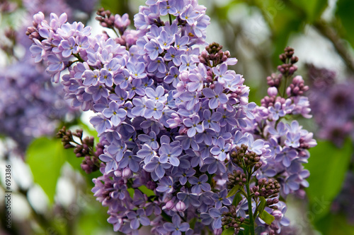 shades of lilac