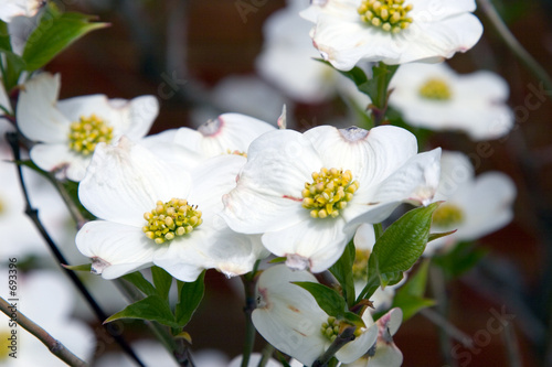 white dogwood 1