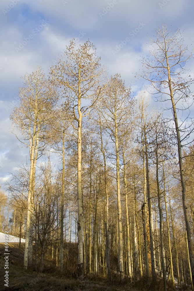 quaking aspen at sunrise quaking aspen at sunrise