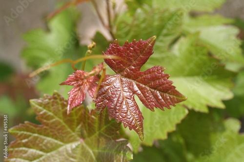 feuilles de vigne rouge