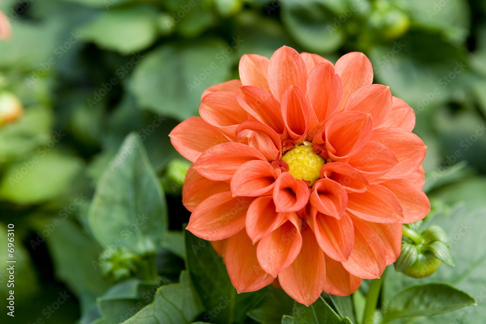 flower in garden flower in garden