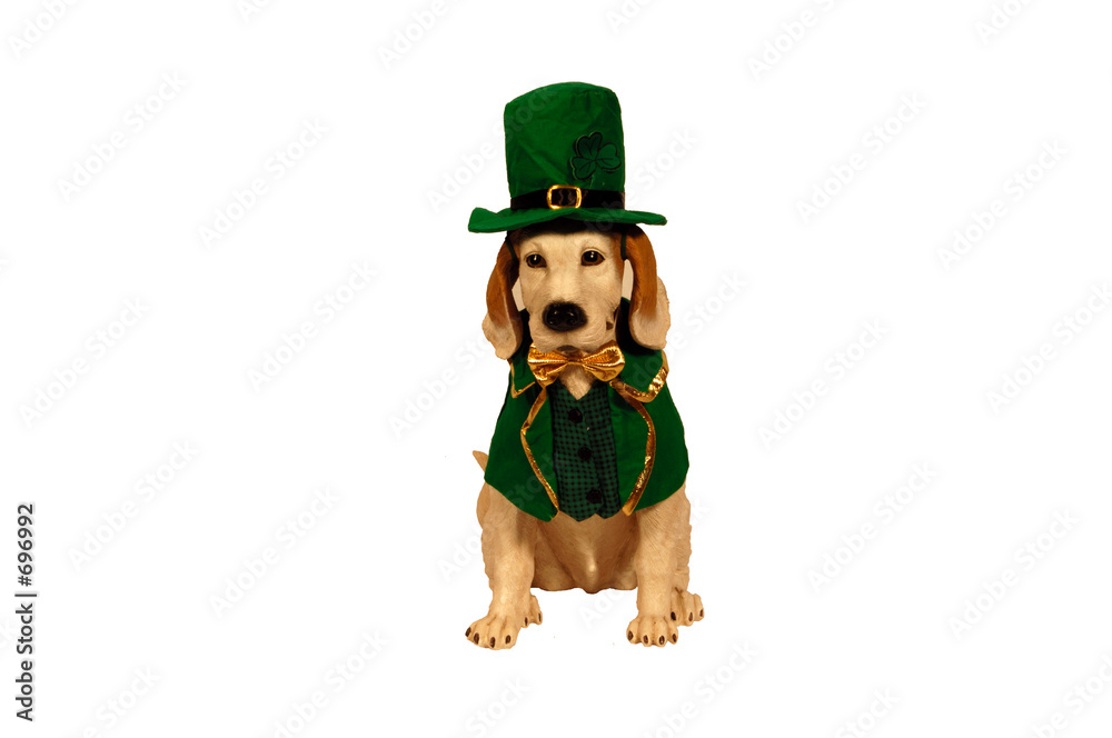 Photography irish dog