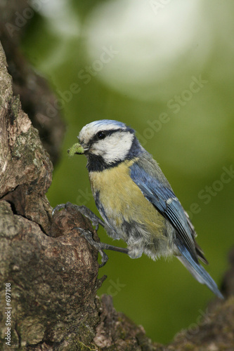 mésange bleue, parus caeruleus,nourrissage