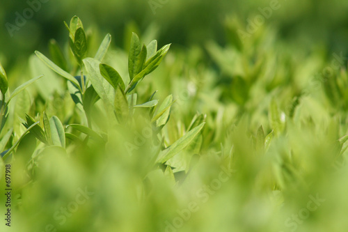 liguster hecke neuaustrieb