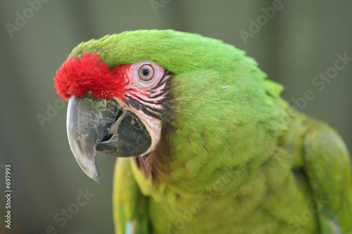buffon macaw photo