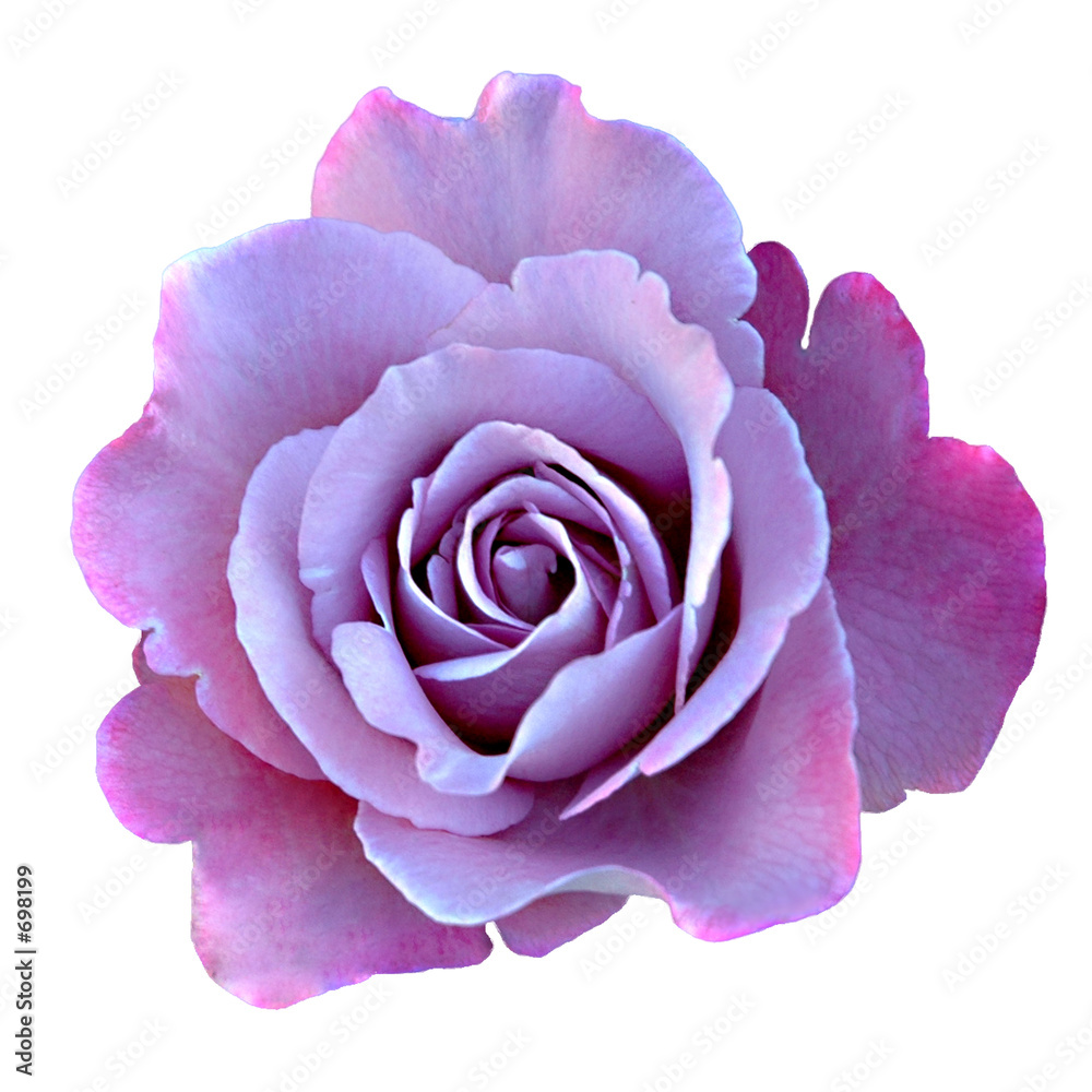 Fototapeta premium rose