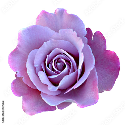 Fototapeta Naklejka Na Ścianę i Meble -  rose