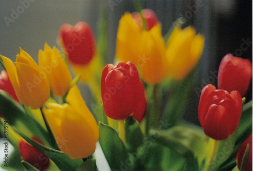 tulpen