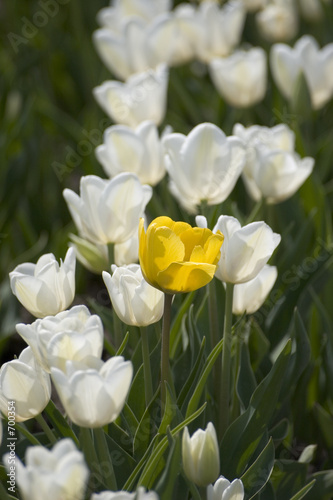 tulips