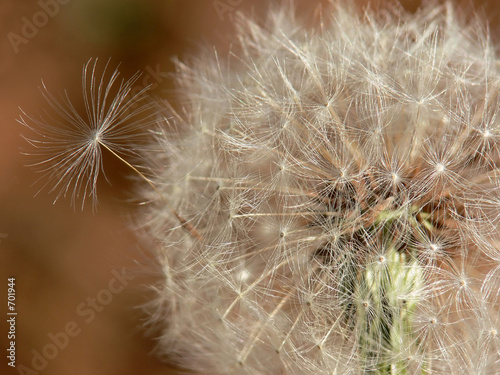 seedy dandelion