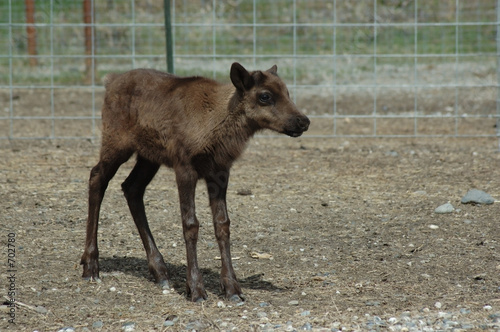 baby reindeer