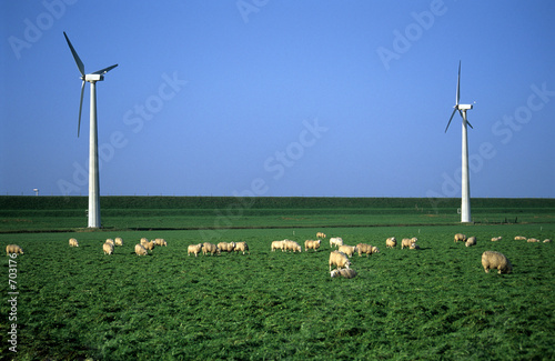 sheep in the windpark
