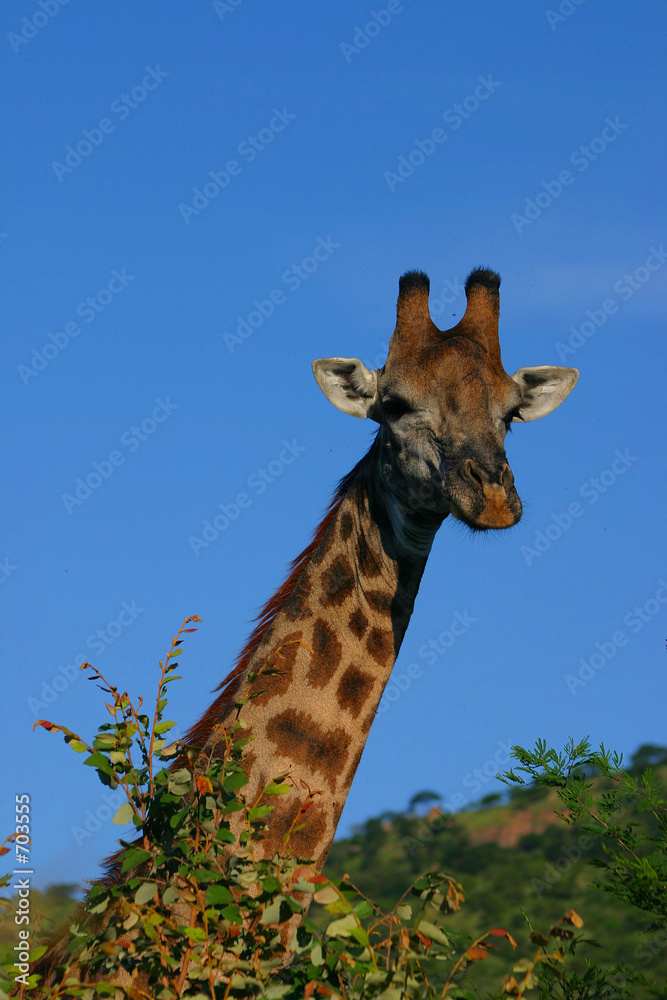 Fototapeta premium giraffe im krüger park