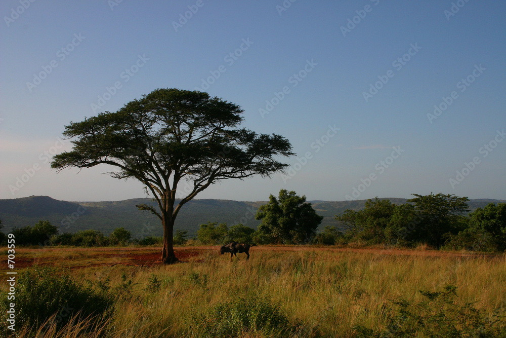 steppe mit schirmakazie