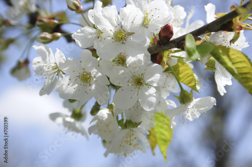 cherry blossoms