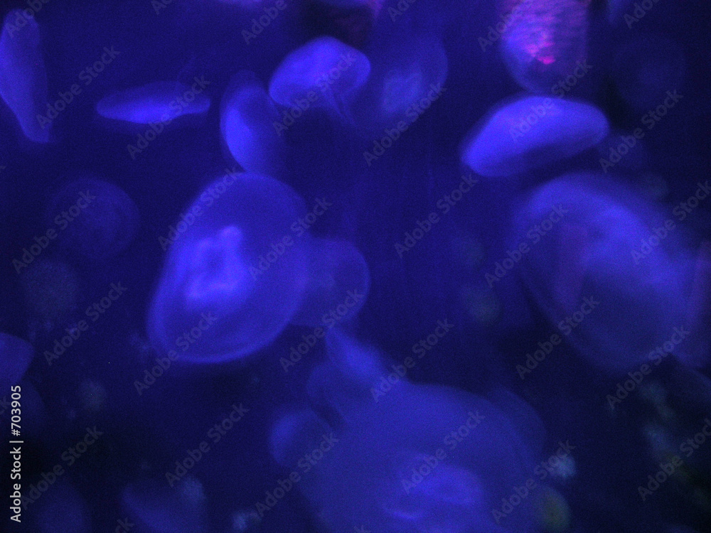 sealife background sealife background
