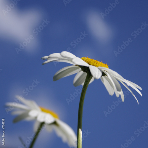 marguerite