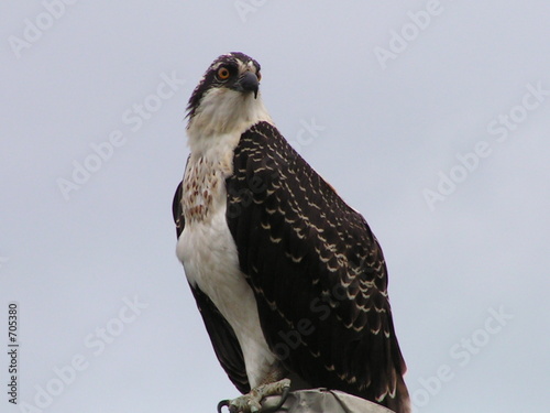 osprey