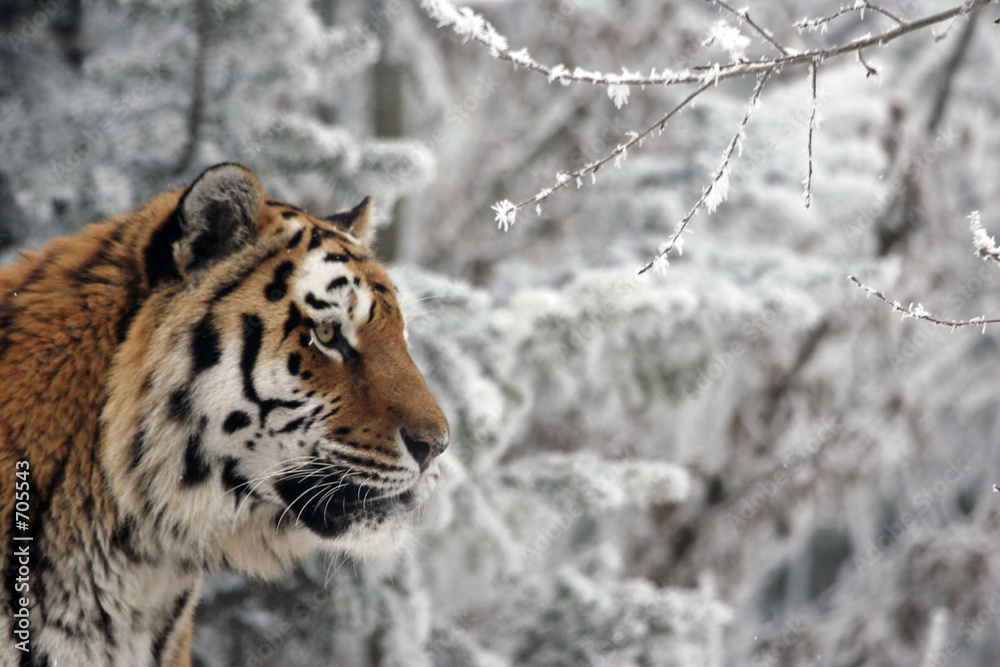 tiger im winter