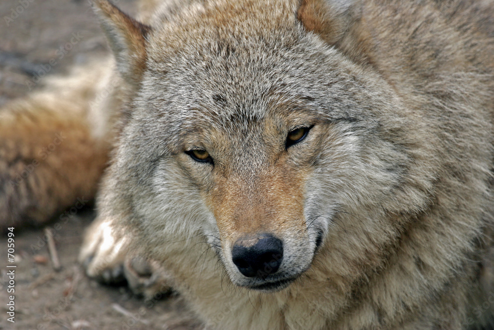 Fototapeta premium müde
