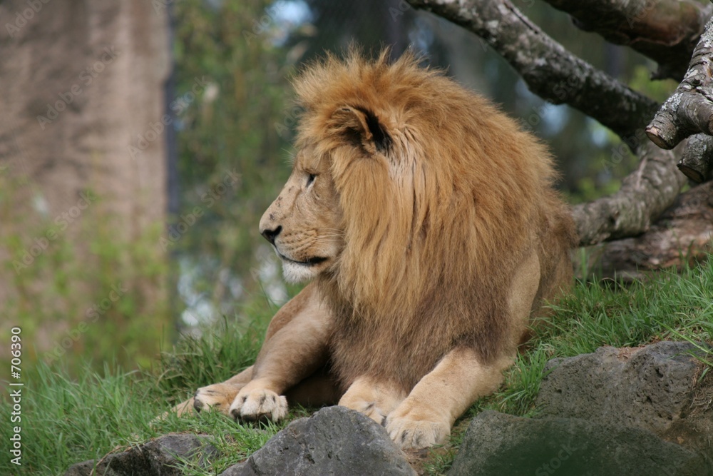 lion 2