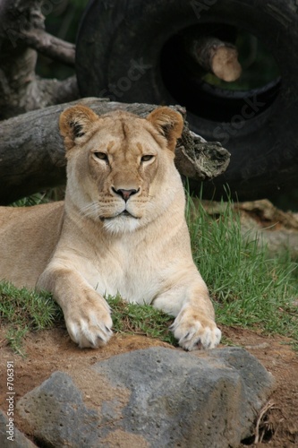 resting lioness 2