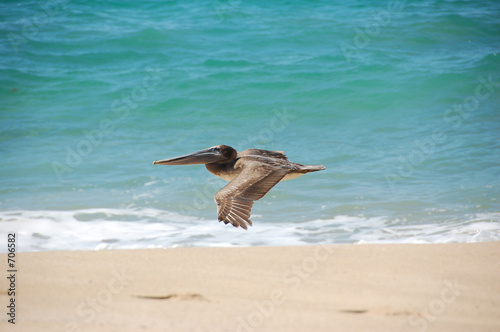 pelican