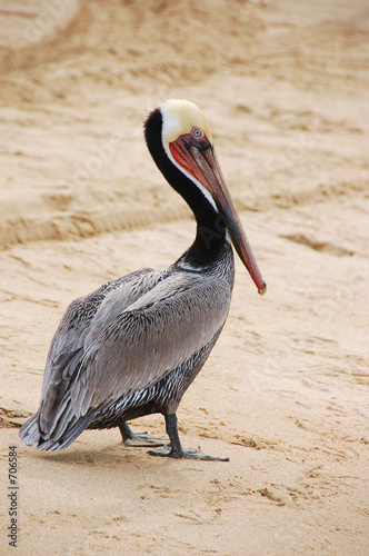 pelican