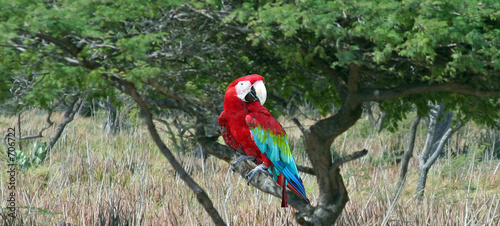 Foto parrot on divi-divi