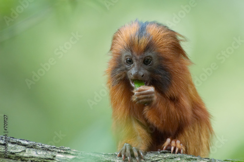 cute monkey eating © Eric Gevaert