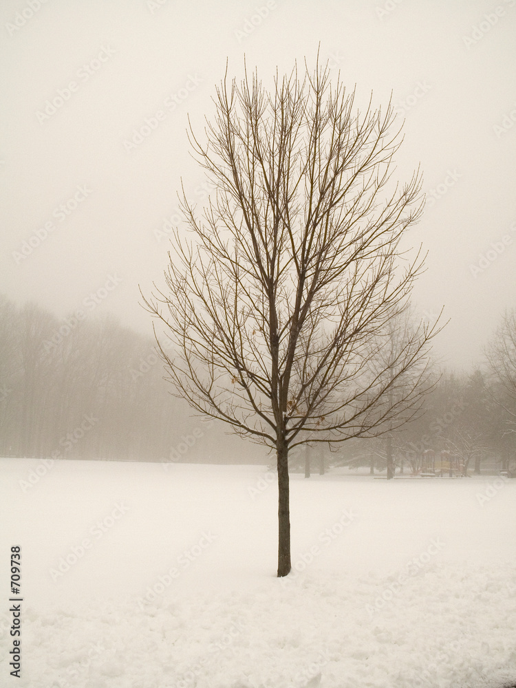 Fototapeta premium lonely tree