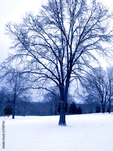 blue tone winter tree
