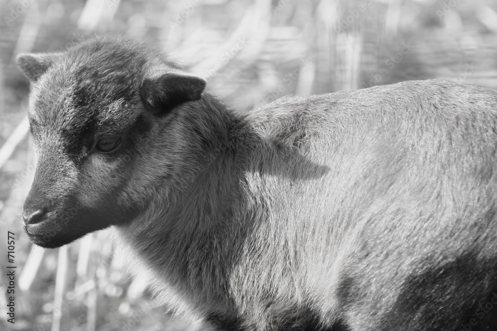 Fototapeta premium ziege