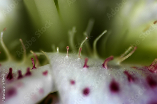 plante macro