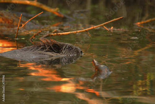 europan beaver photo