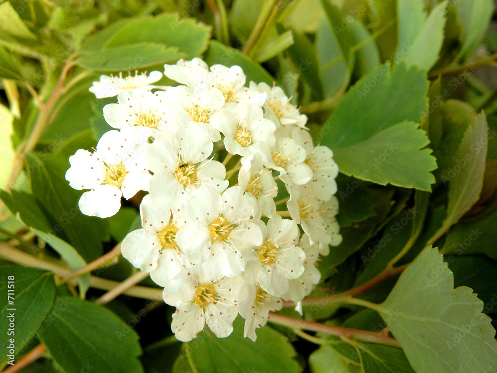 white flower